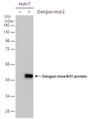 Anti-Dengue virus NS1 protein antibody used in Western Blot (WB). GTX103346